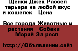 Щенки Джек Рассел терьера на любой вкус и кошелек › Цена ­ 13 000 - Все города Животные и растения » Собаки   . Марий Эл респ.